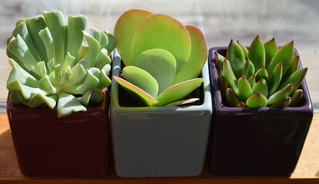 室内植物的冬季护理 Ayxmg电子否则 Ayx优惠 室内植物的冬季护理 Ayxmg电子否则 Ayx优惠